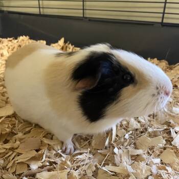 Rescue Guinea Pig Guinea Pigs for Adoption in Middlebury, Vermont - Nanu | PetCurious